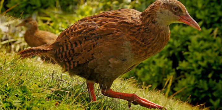 chicken-like bird taking a step in grass
