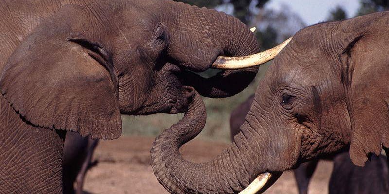 two elephants in profile facing each other with tusks