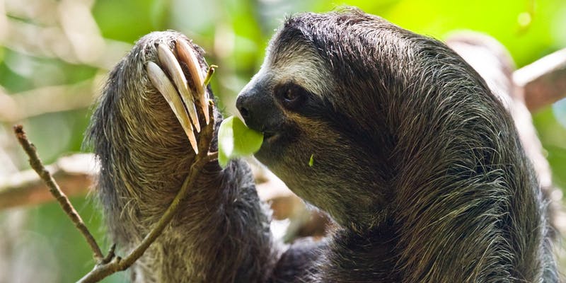 sloth using long nails to put leaf in mouth