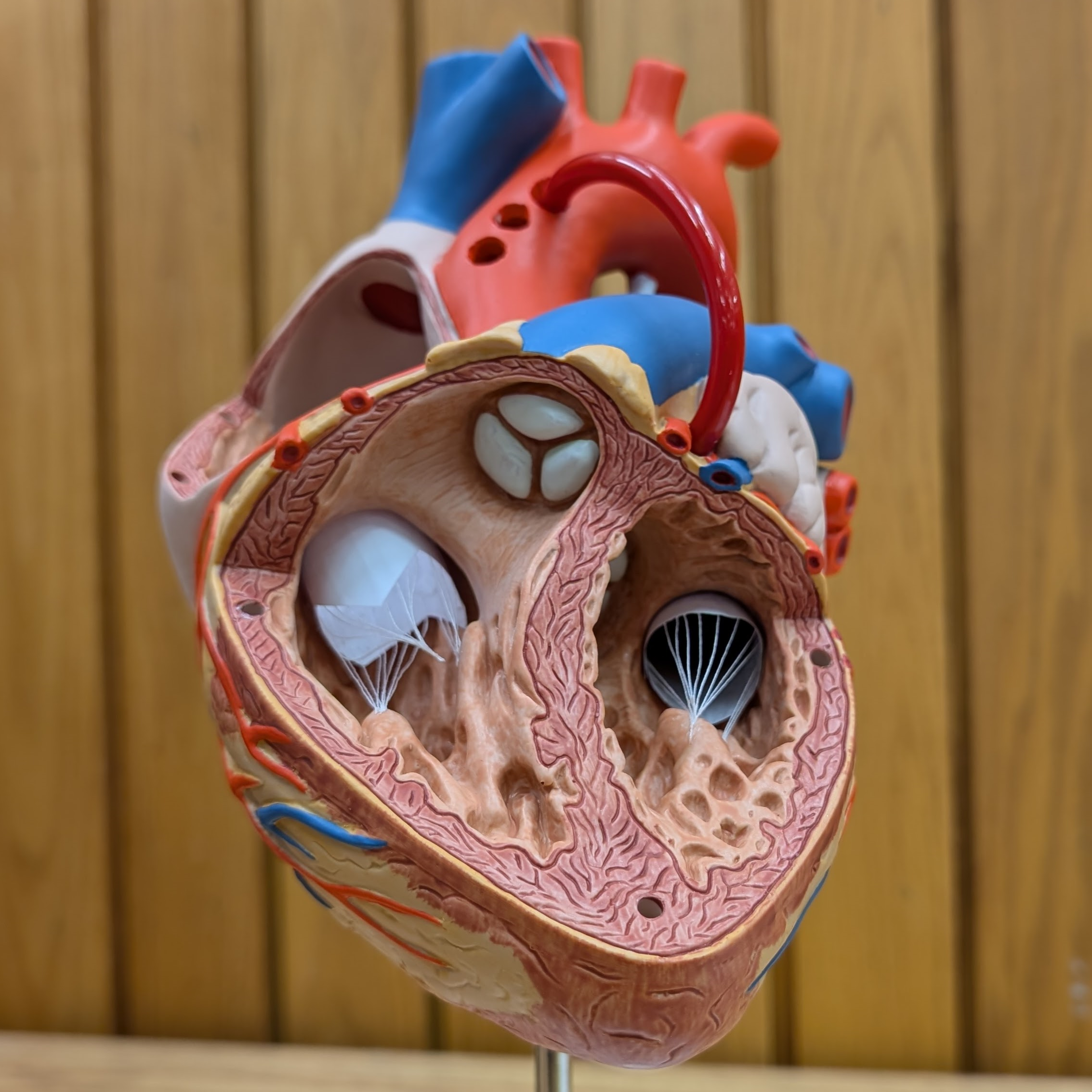 picture of anatomical model of the heart