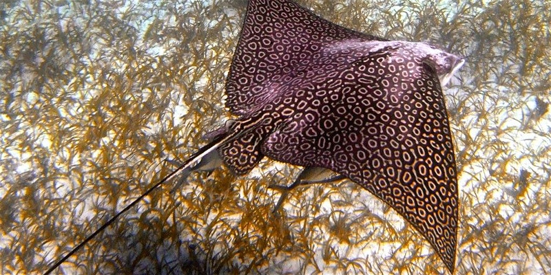 Swimming stringray