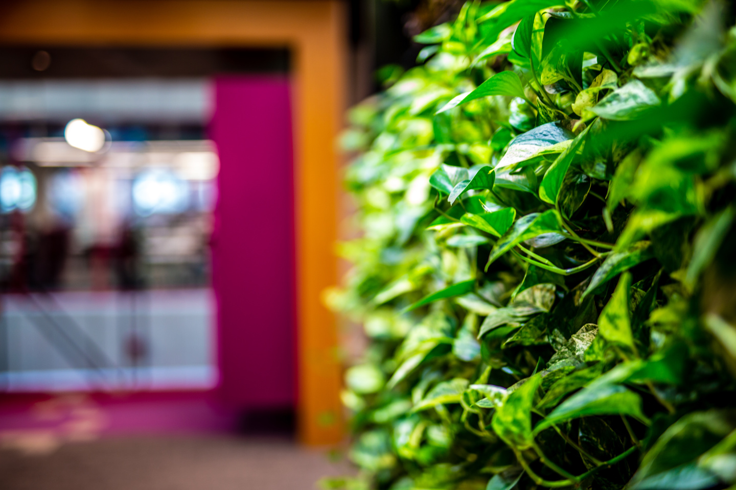 Close-up of vine-like plant, magenta wall in background with window