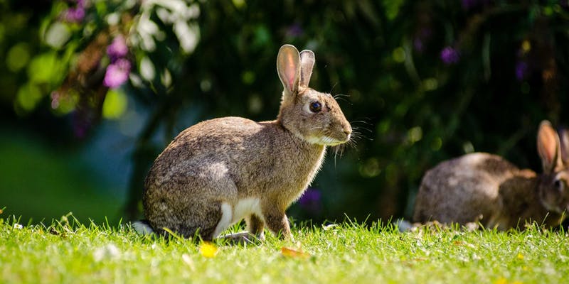 hare in profile sitting in nature