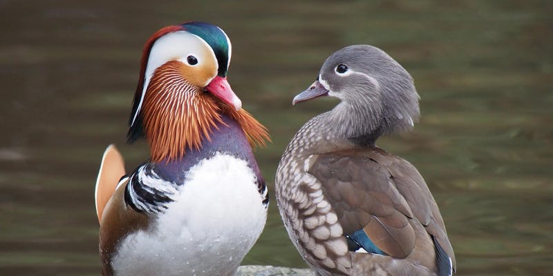male and female duck on rock in front of water male has stunning orange and white neck feathers with blue forehead