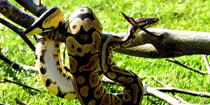 Python logo