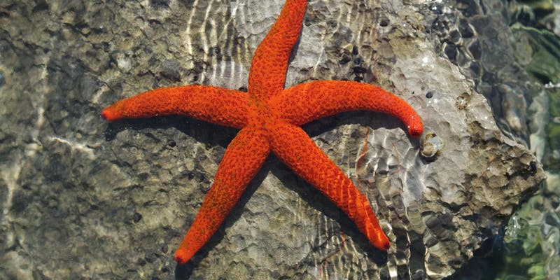 starfish on rock beneath transparent rippling water